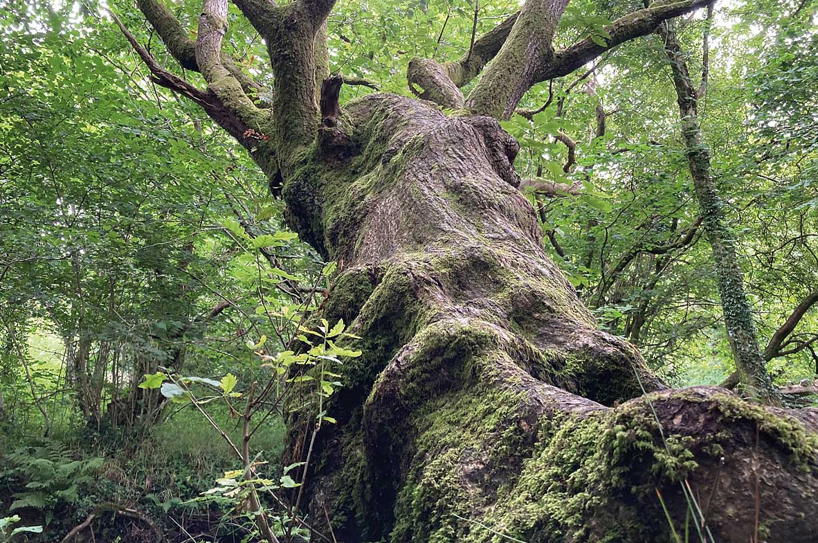 Oak