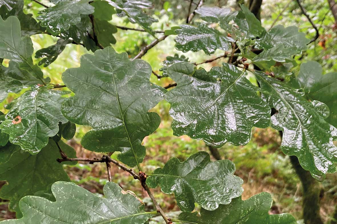 Oak-2