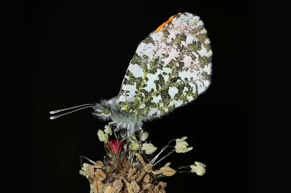 Orange-Tip