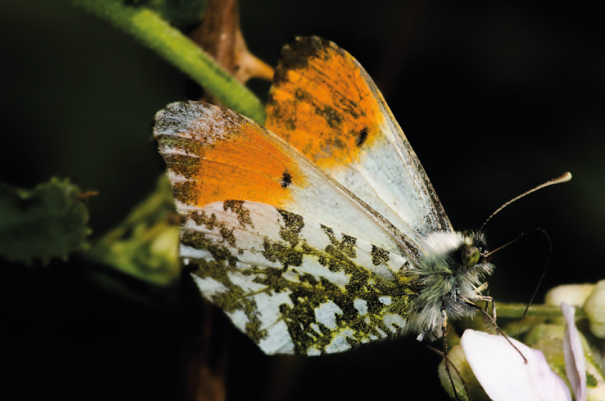 Orange-Tip-2