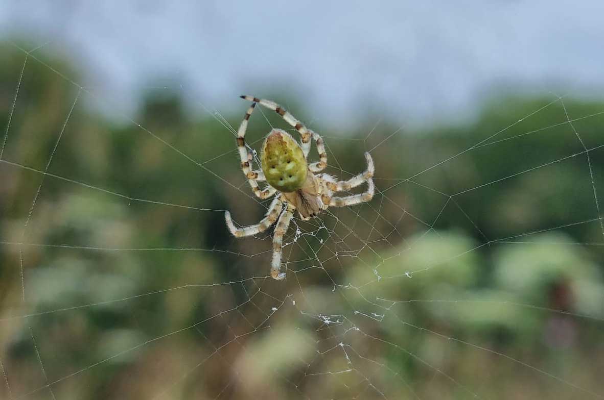 Orb-Weaver-Spider