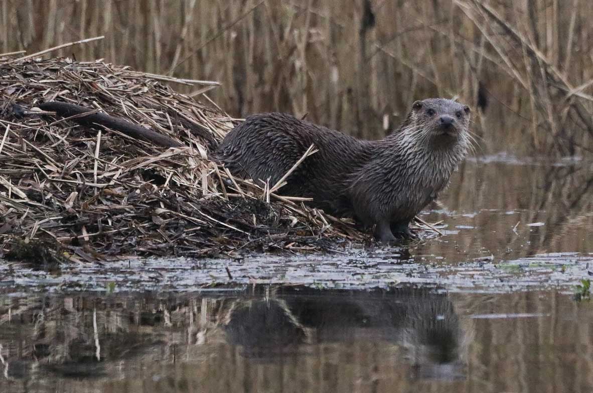 Otter