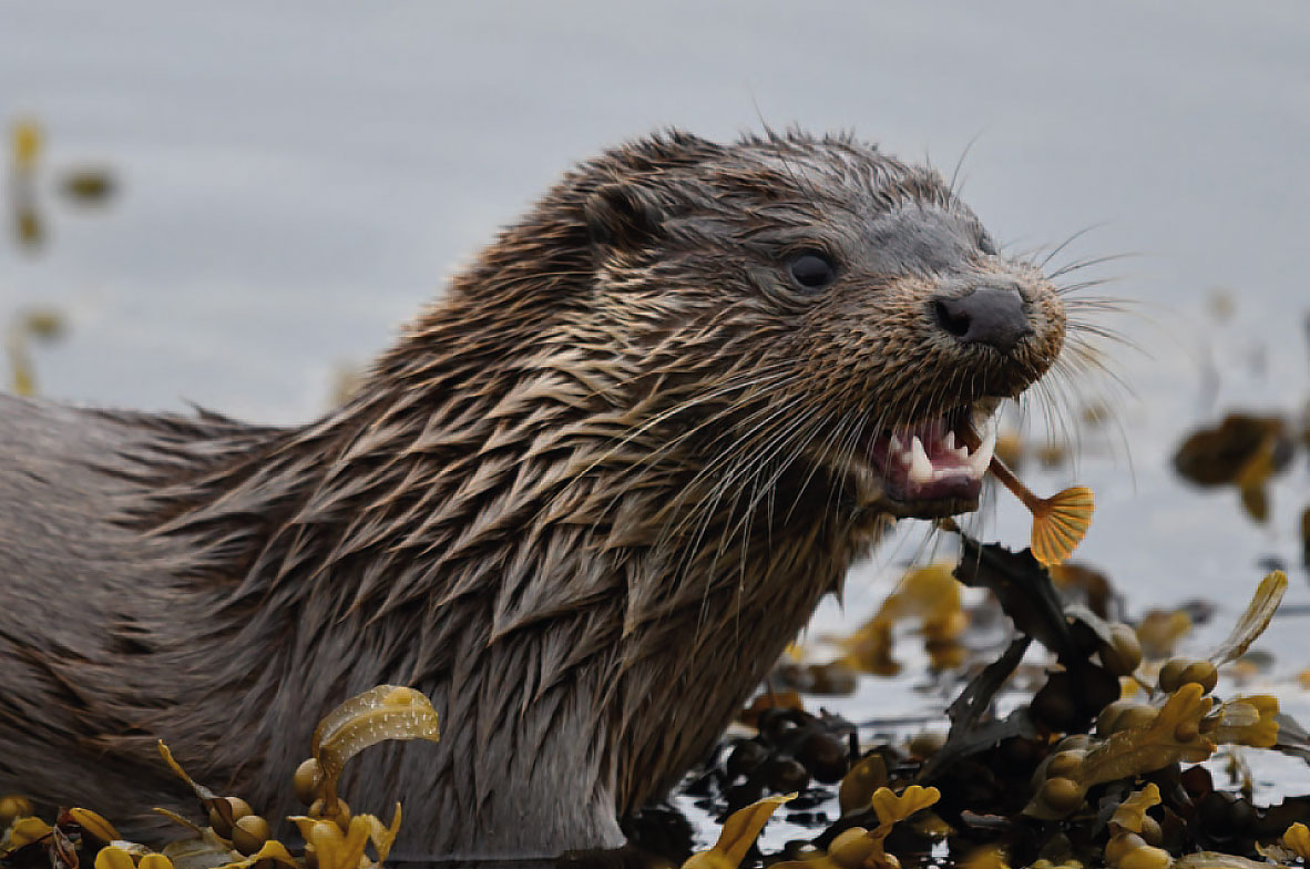 Otter-2