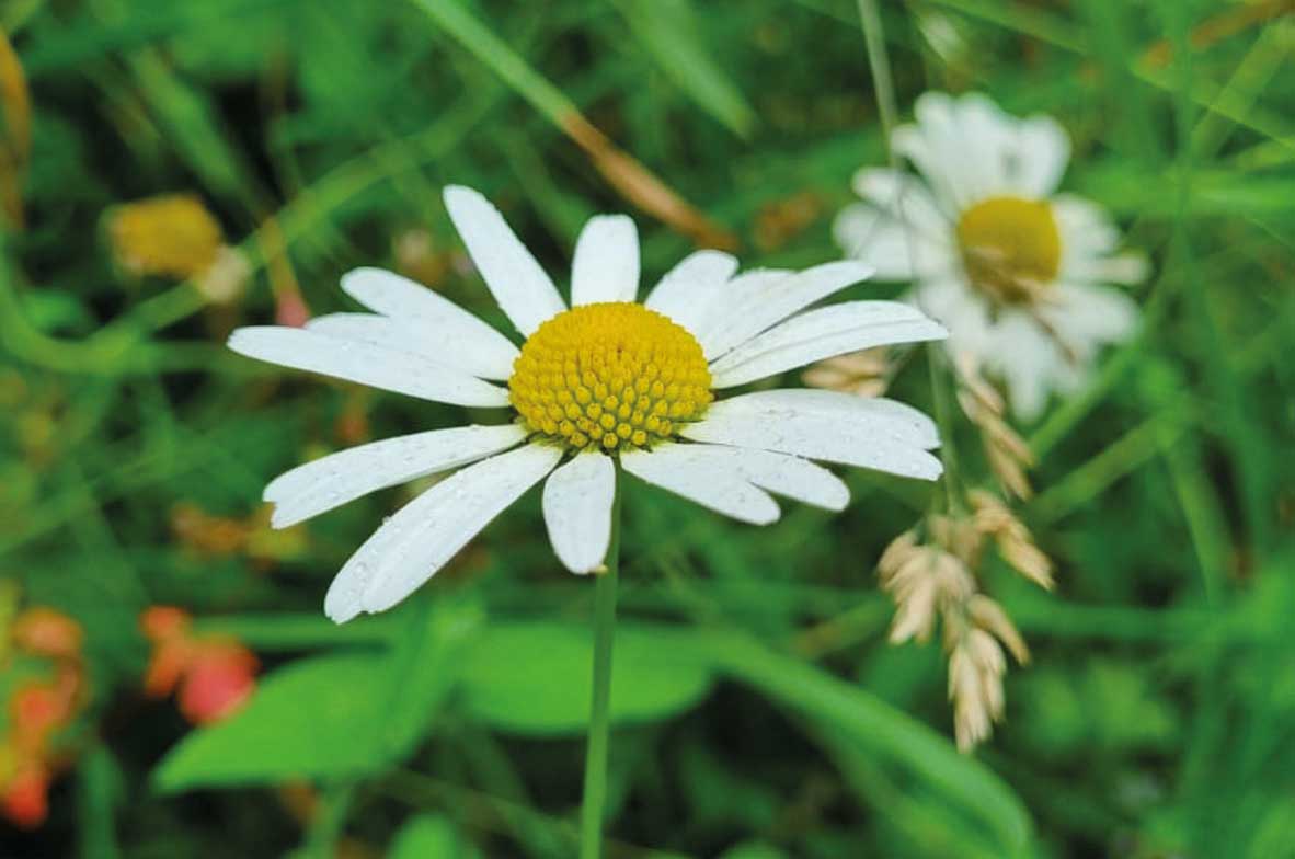 Oxeye-Daisy