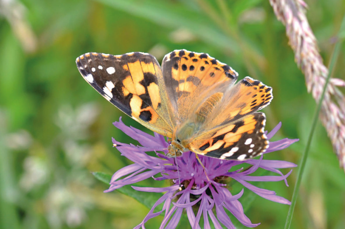 Painted-Lady