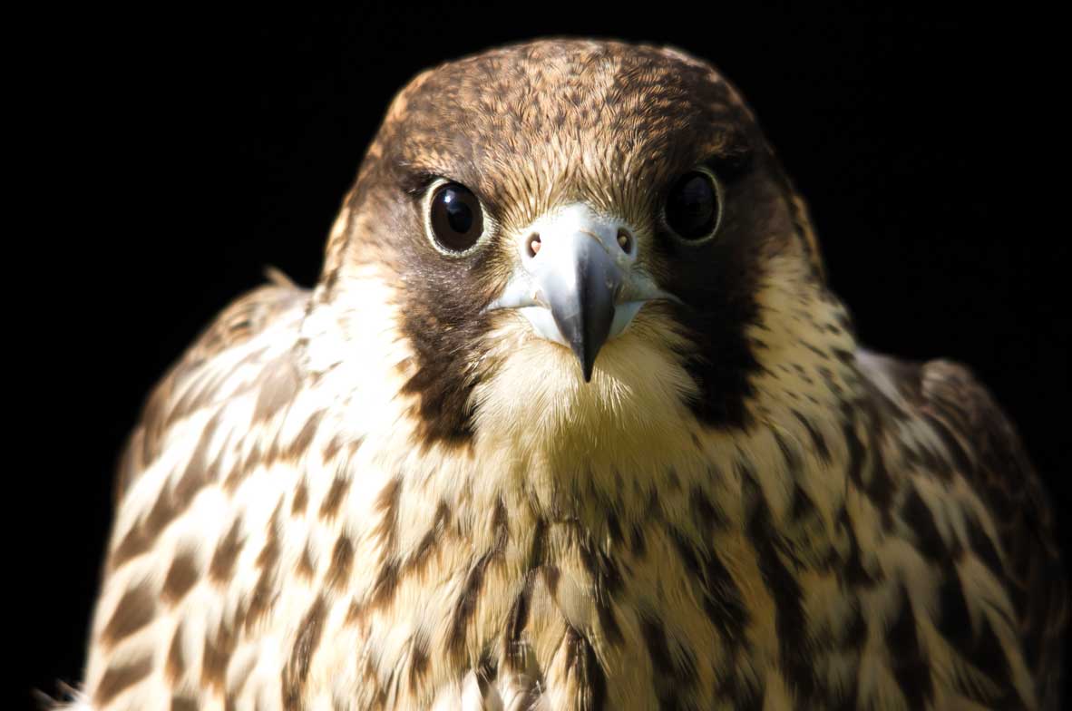Peregrine