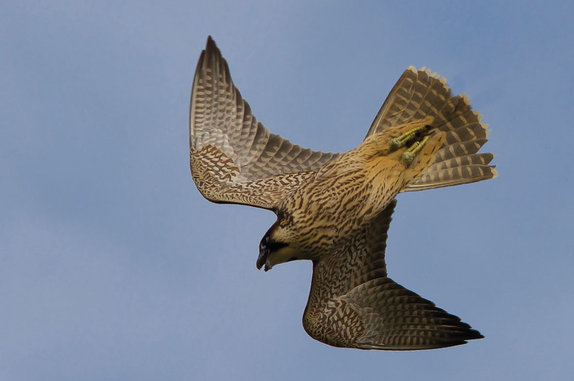 Peregrine-2