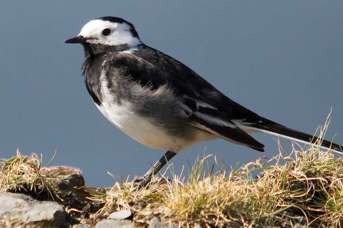 Pied-Wagtail