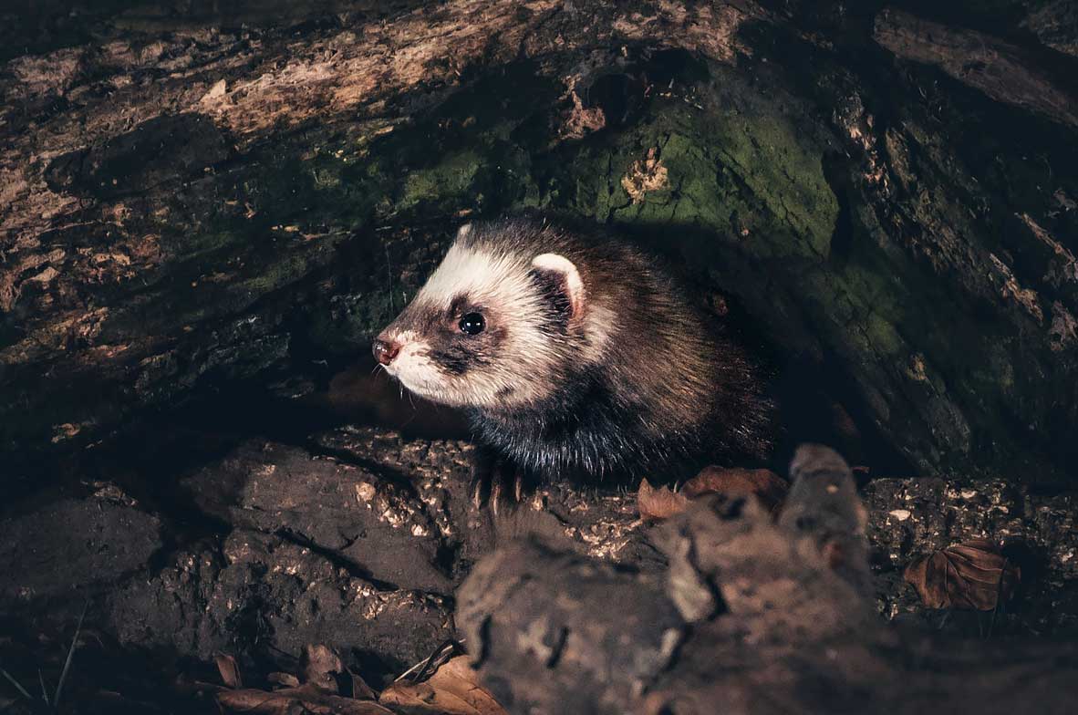 Polecat