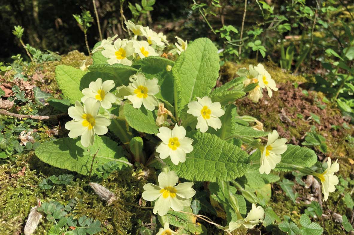 Primrose