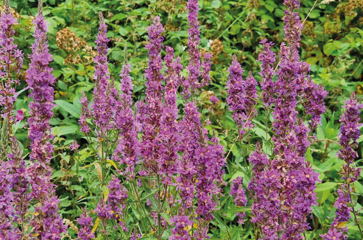 Purple-Loosestrife