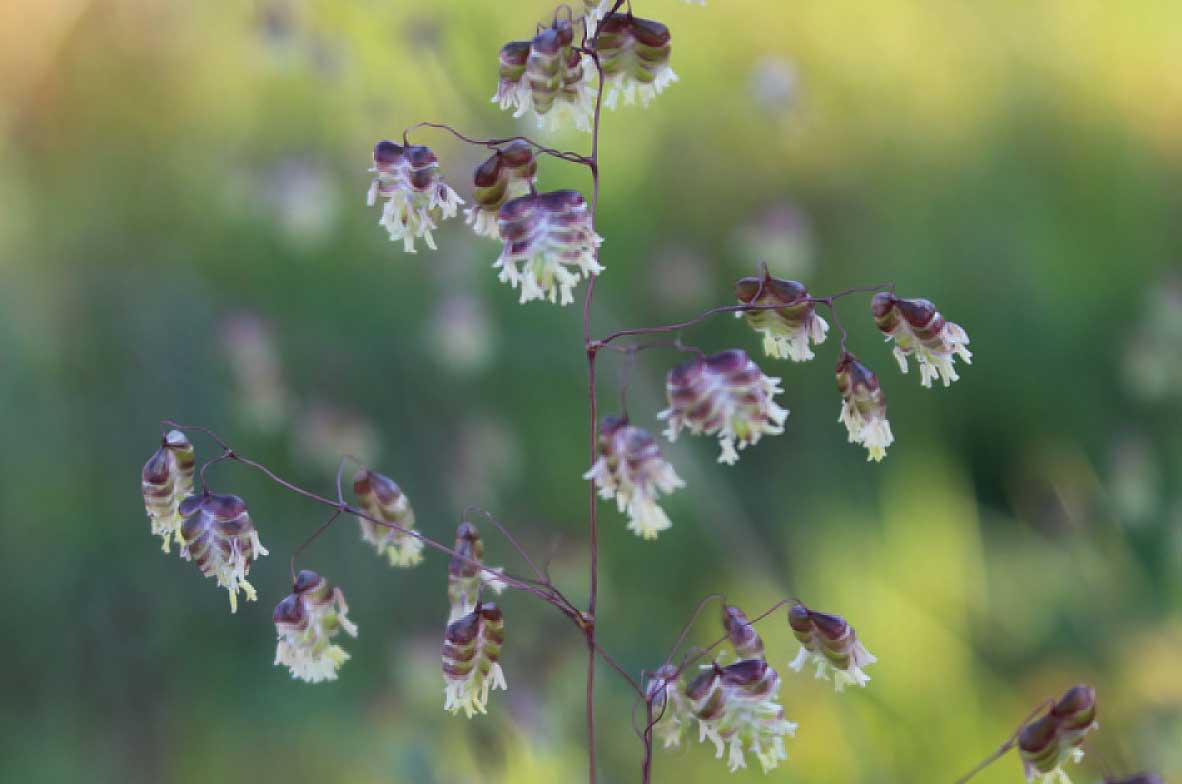Quaking-Grass