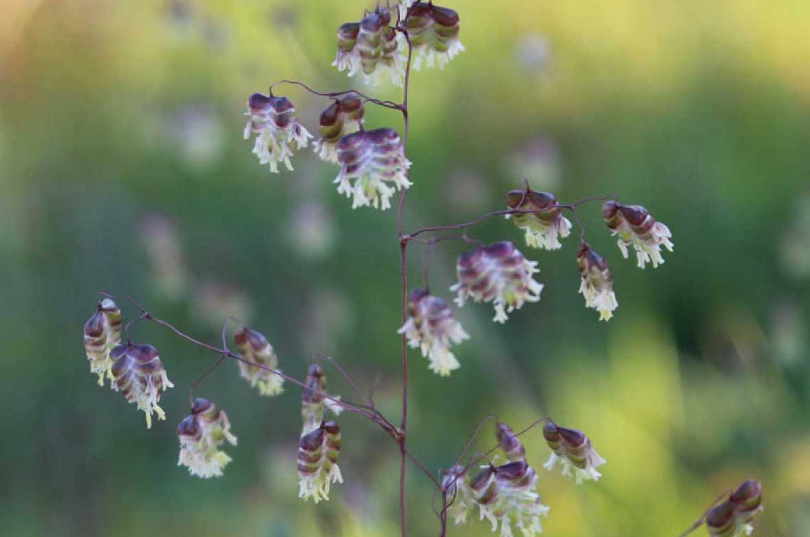 Quaking-Grass2