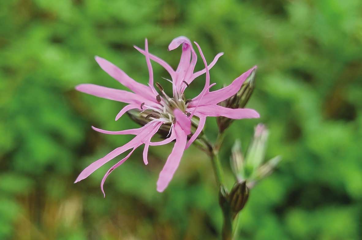Ragged-Robin