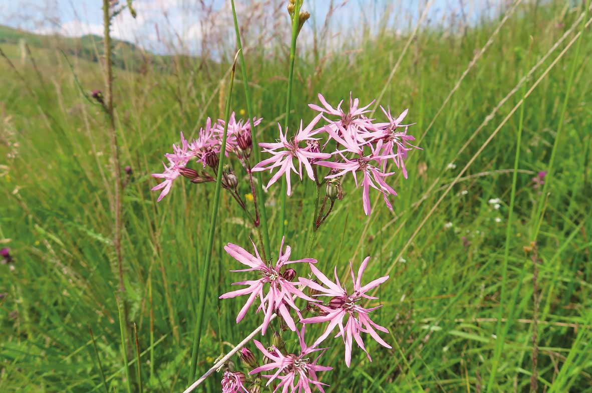 Ragged-Robin2