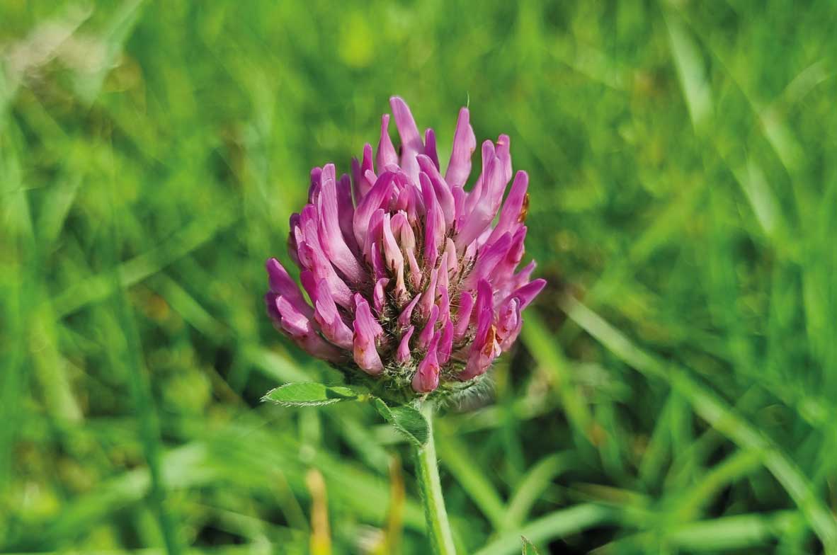 Red-Clover