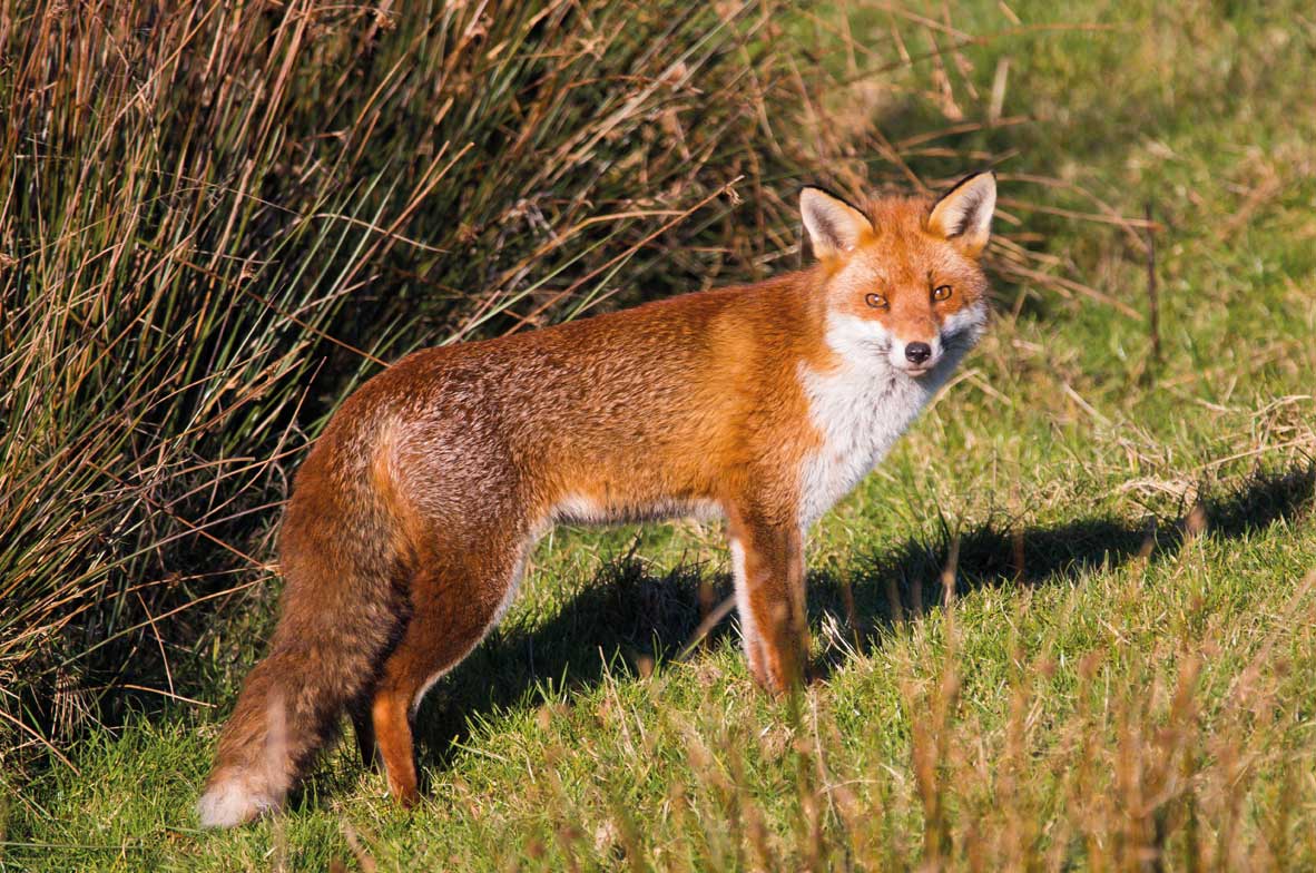 Red-Fox