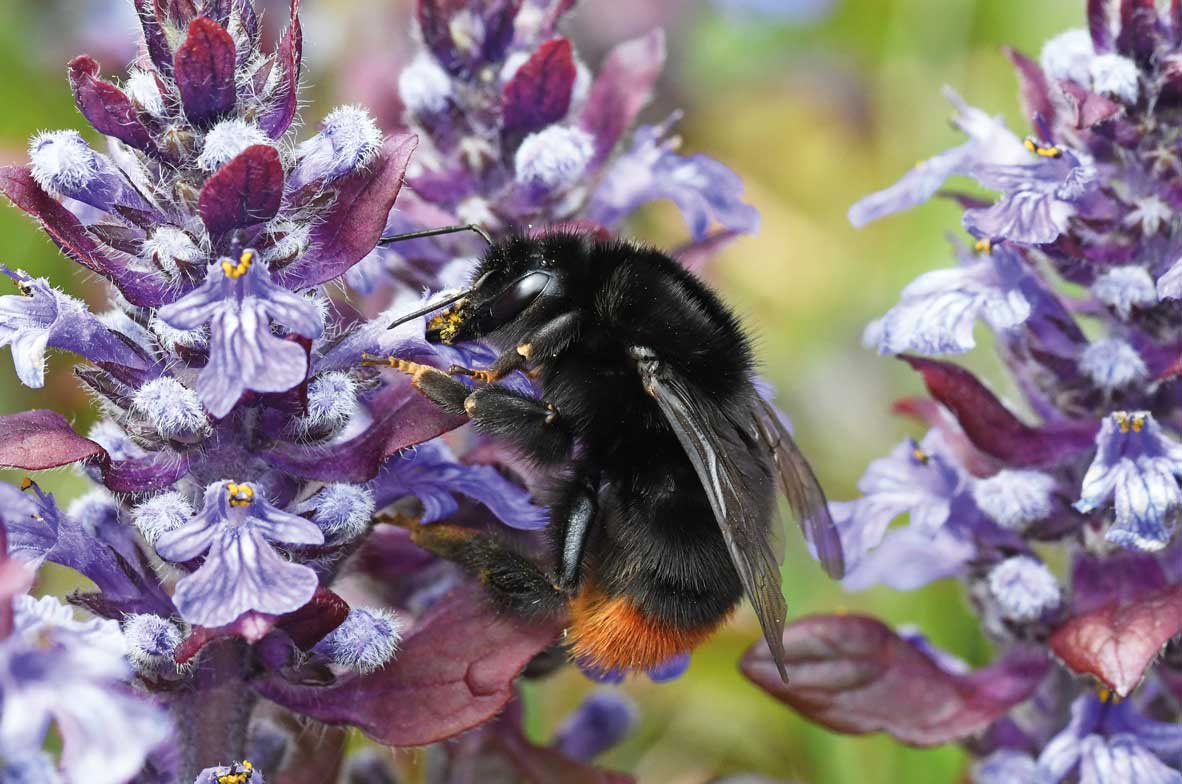 Red-Tailed-Bumblebee