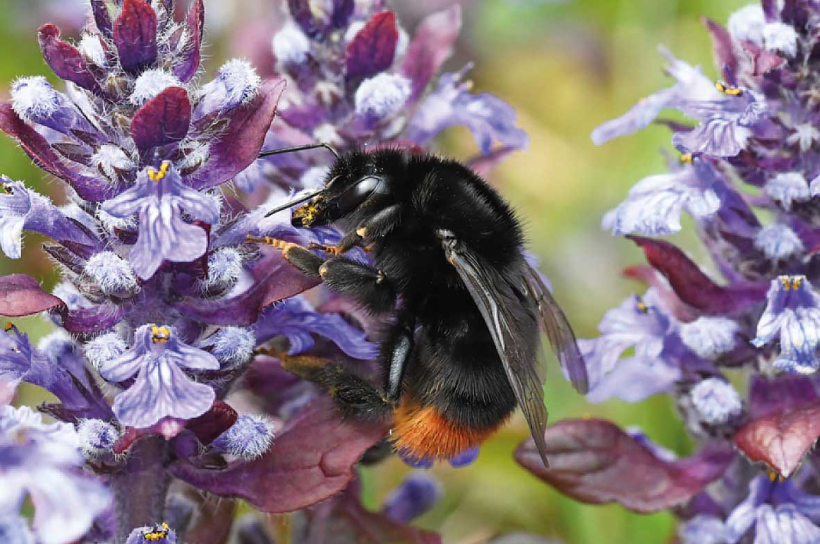 Red-Tailed-Bumblebee