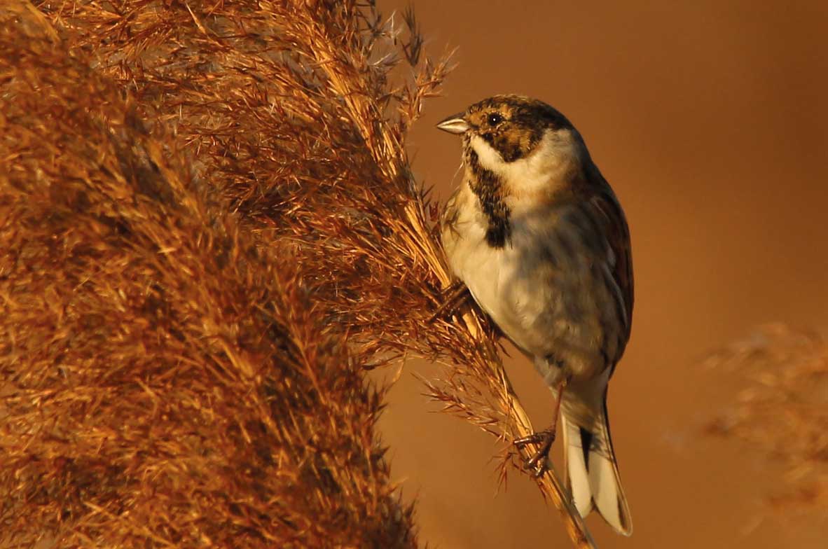 Reed-Bunting