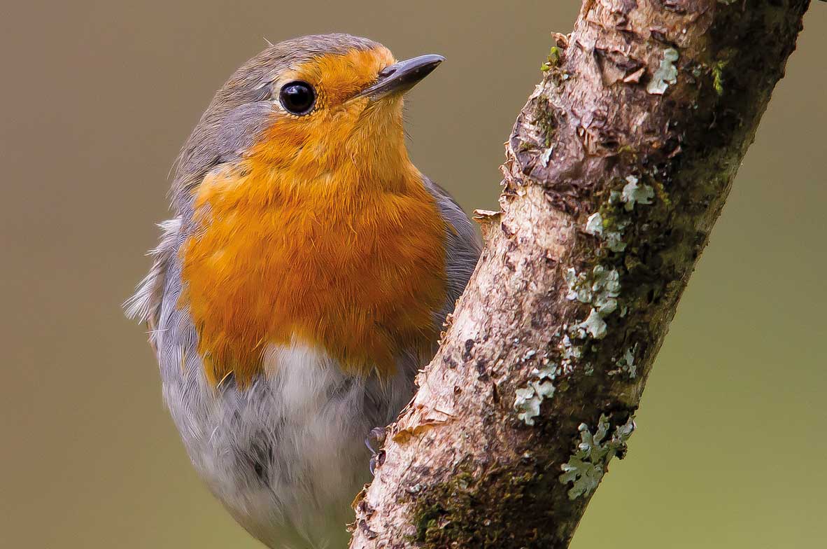 Robin