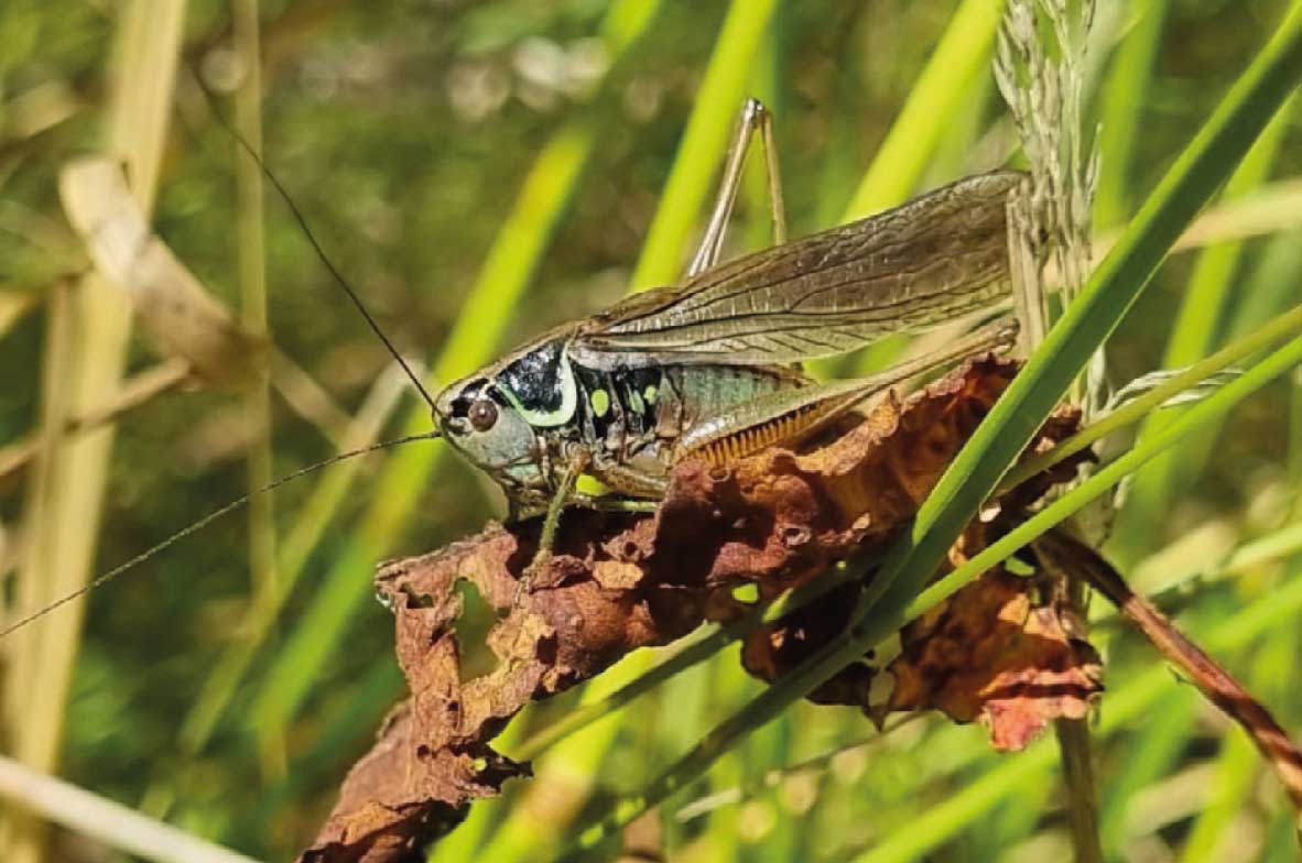 Roesels-Bush-Cricket