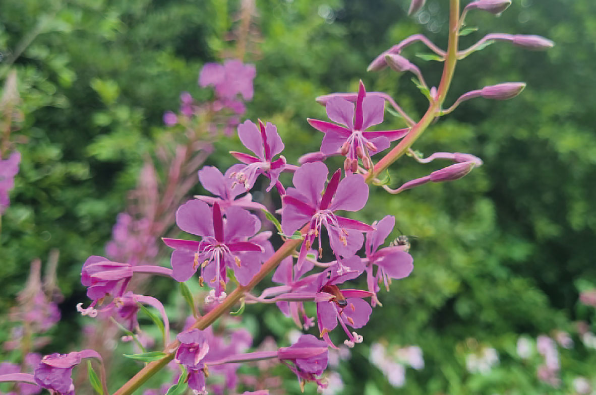 Rosebay-Willowherb