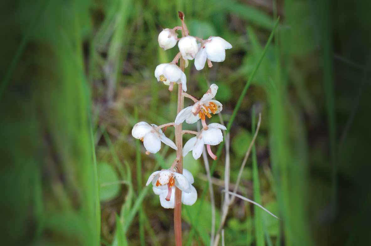 Round-Leaved-Wintergreen
