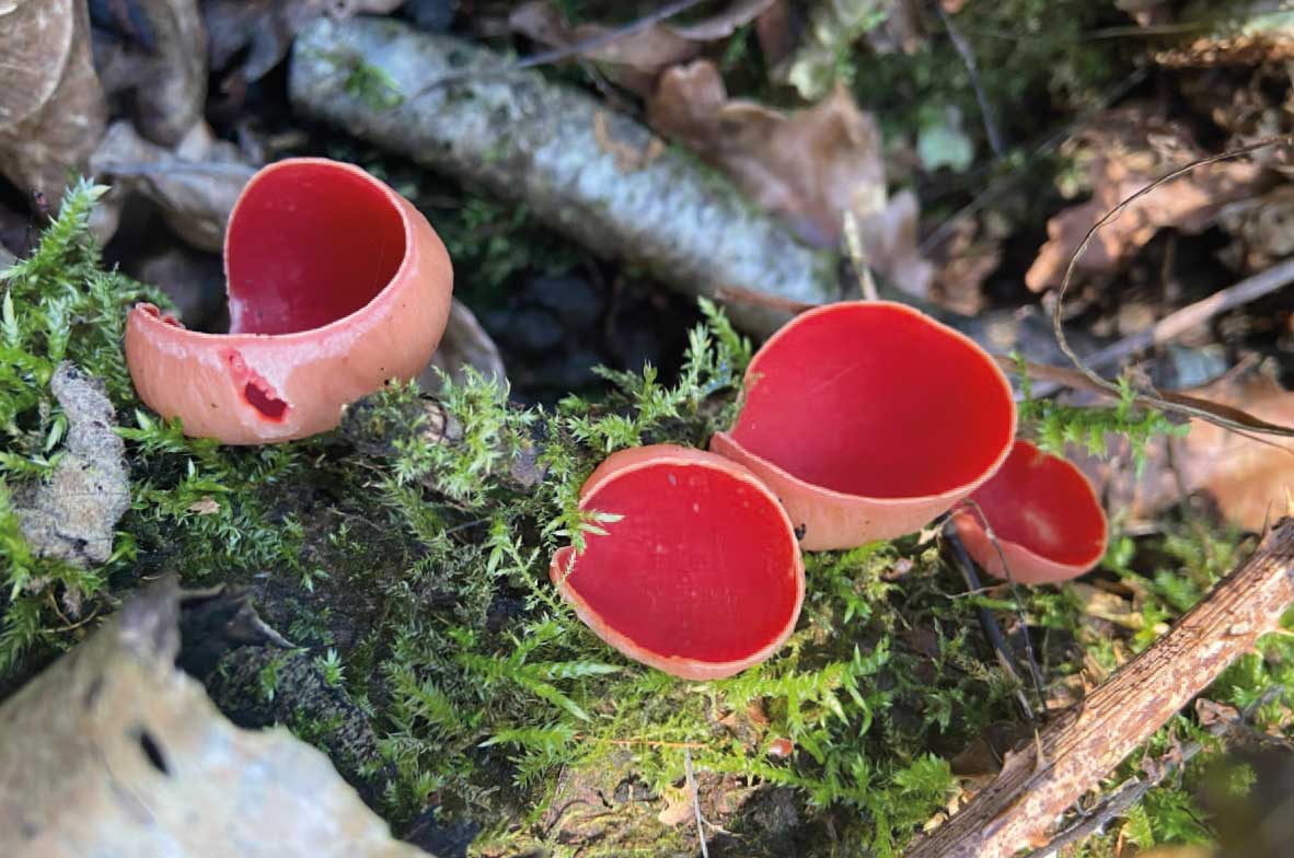 Scarlet-Elf-Cup-Fungi