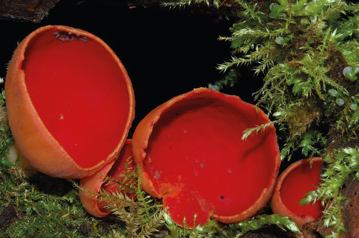 Scarlet-Elf-Cup-Fungi-2