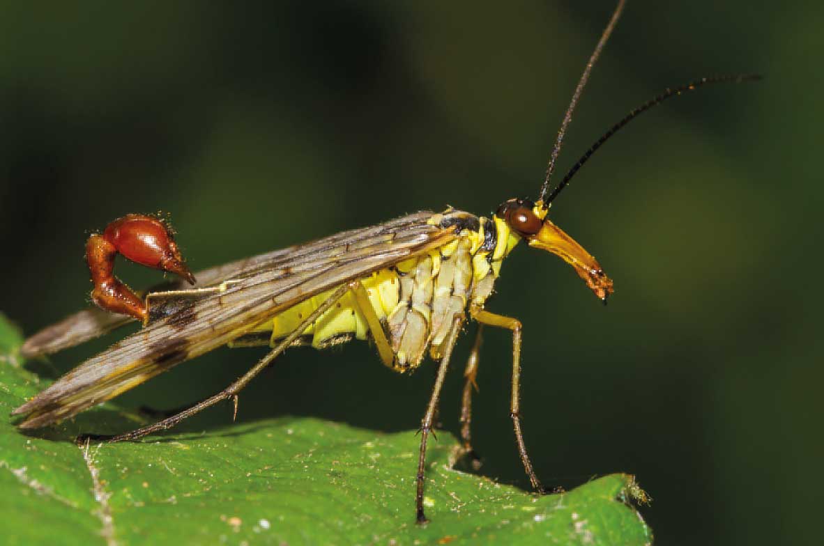 Scorpion-Fly