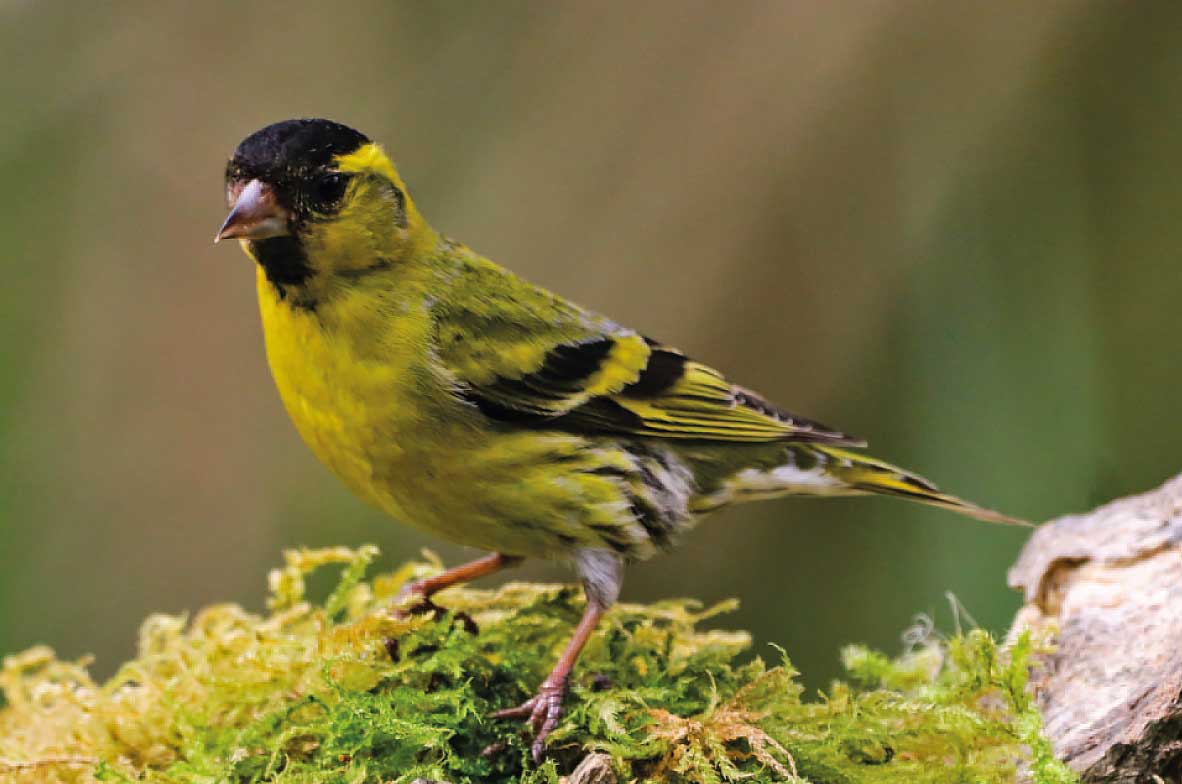Siskin