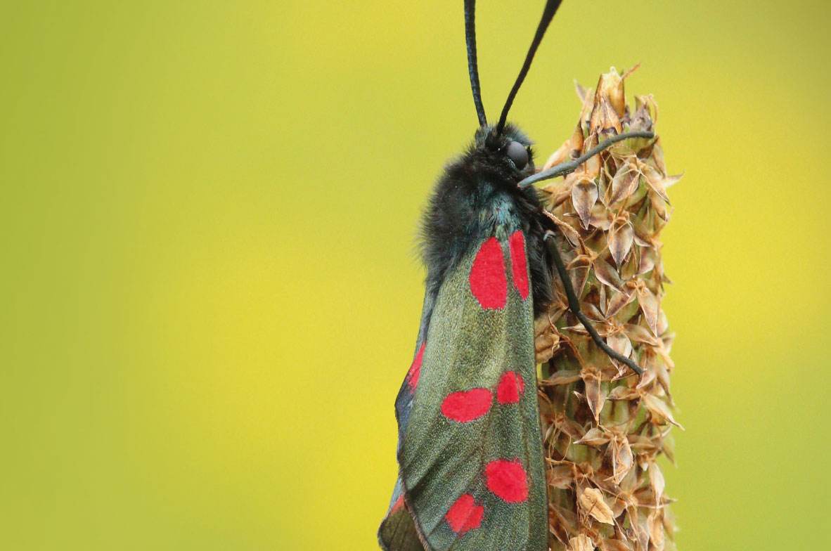 Six-Spot-Burnet