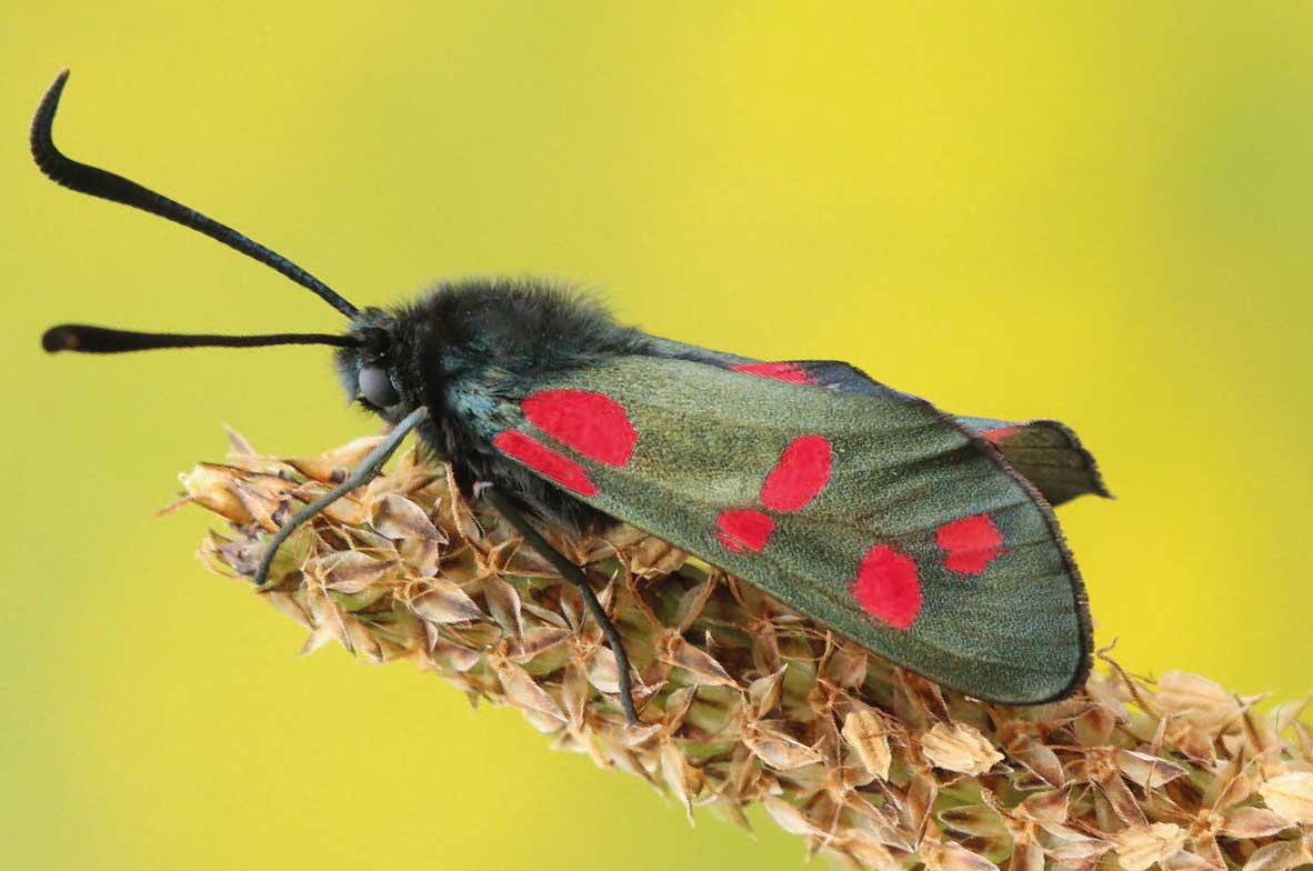 Six-Spot-Burnet-Moth