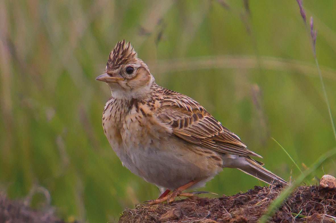 Skylark