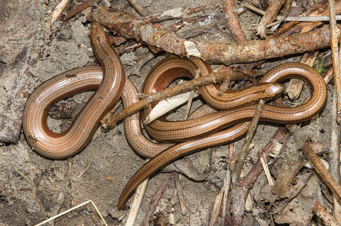 Slow-Worm