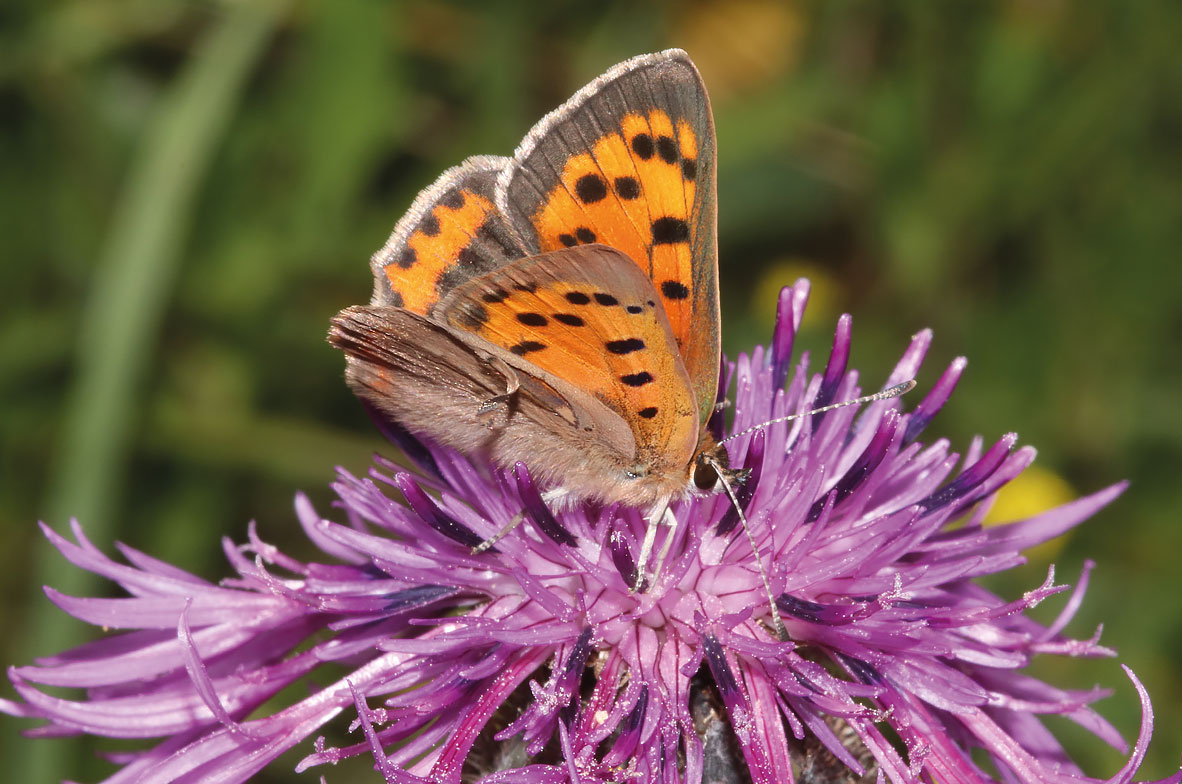 Small-Copper