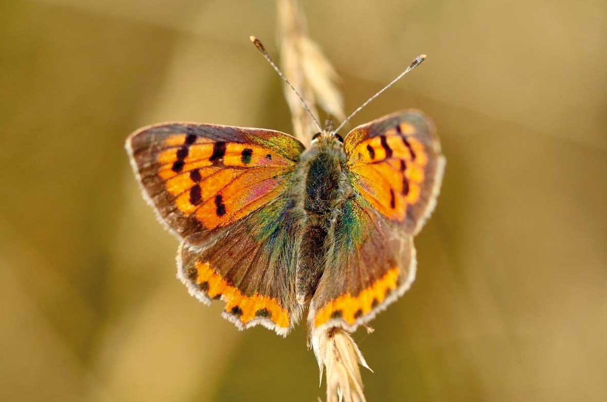 Small-Copper2