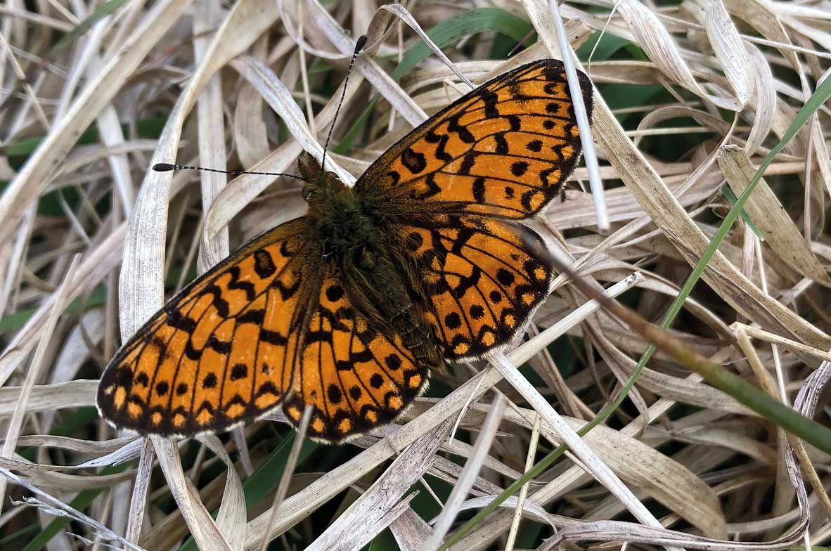 Small-Pearl-Bordered-Fritillary