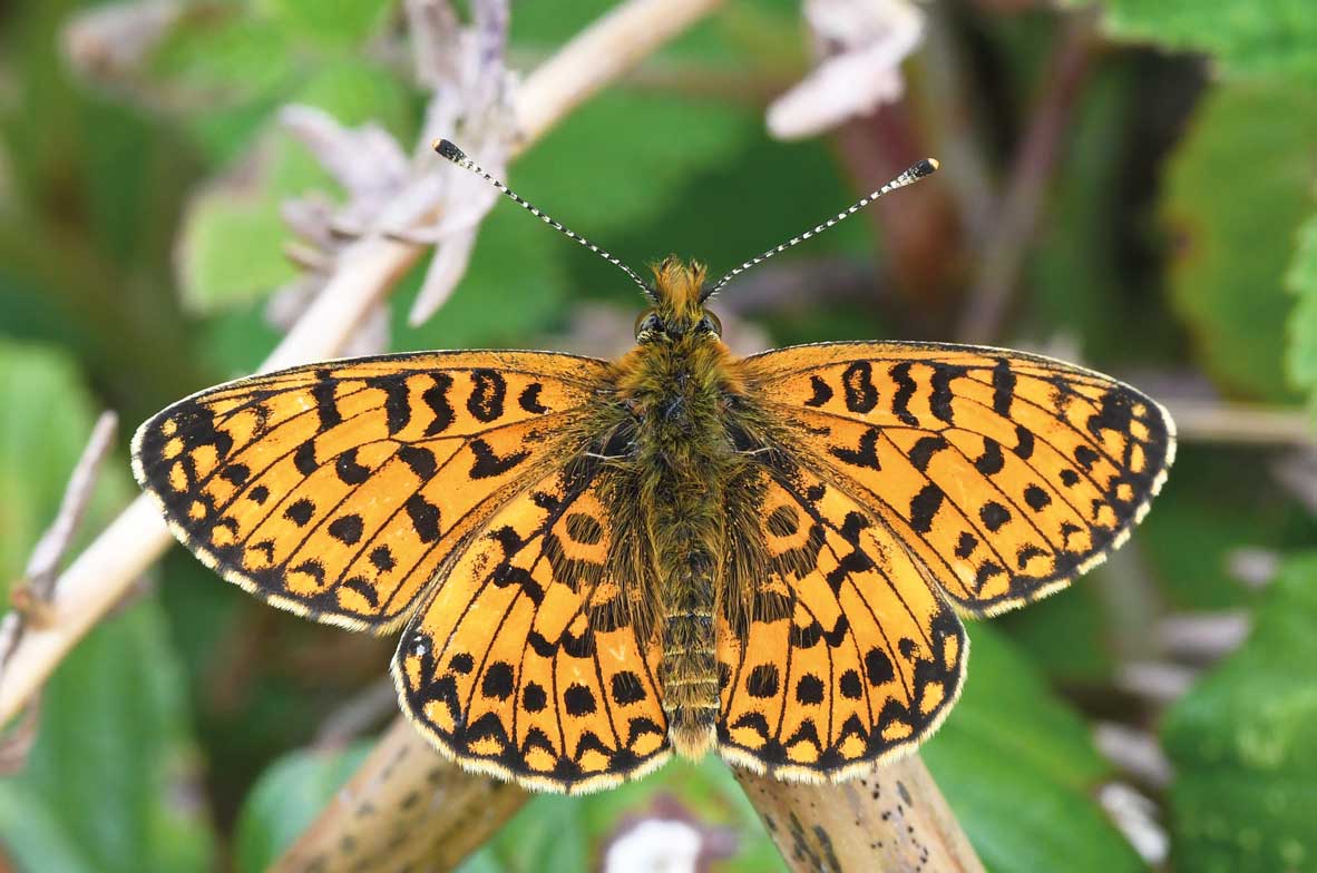 Small-Pearl-Bordered-Fritillary 2