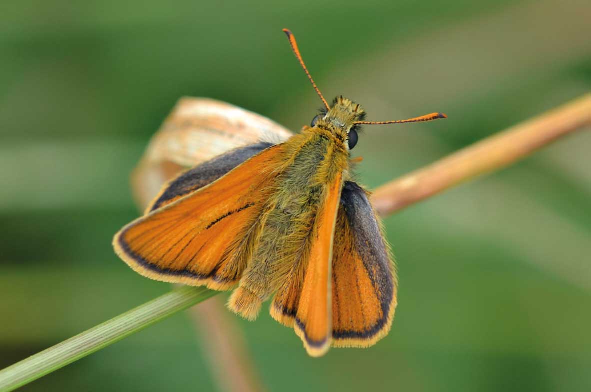 Small-Skipper