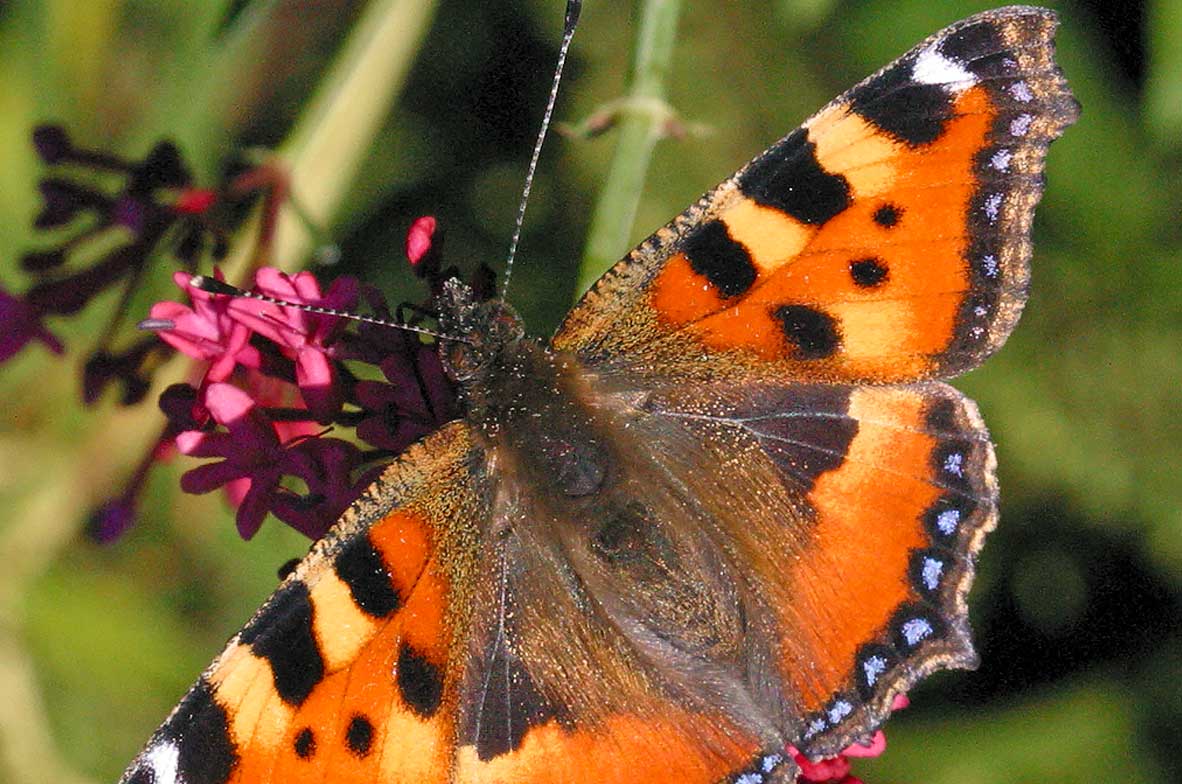 Small-Tortoiseshell