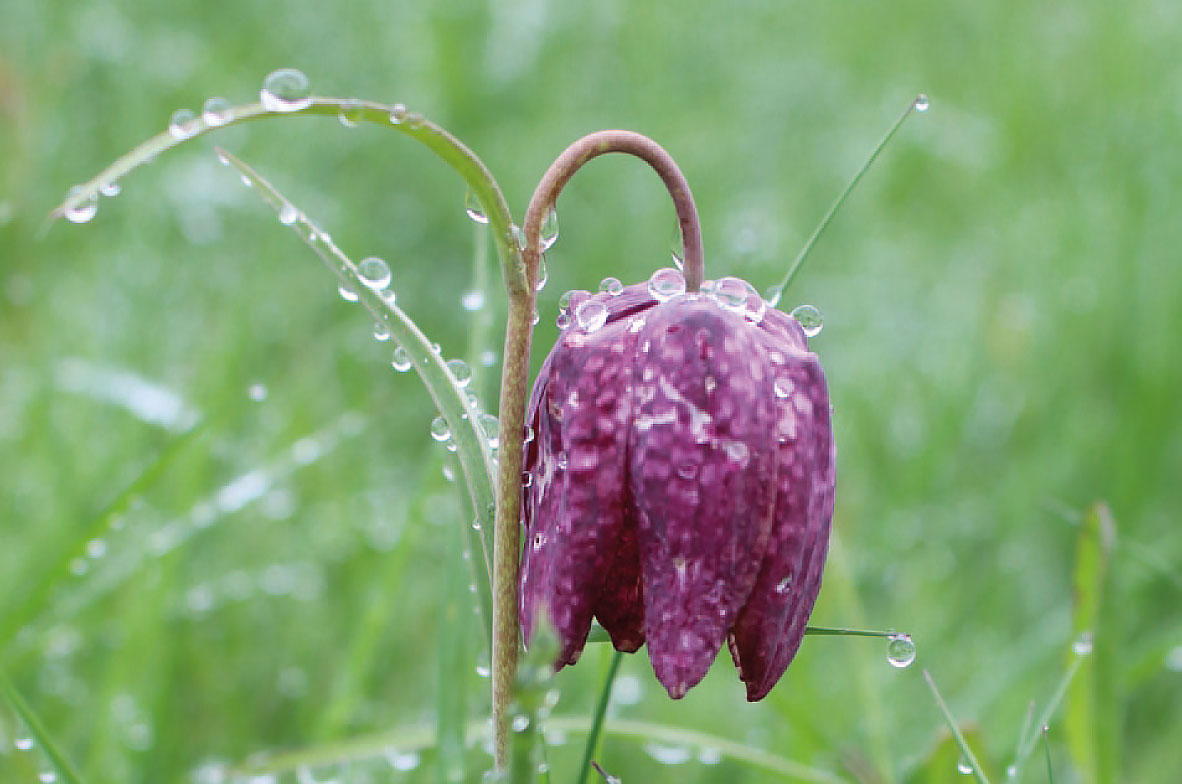 Snake's-Head-Fritillary