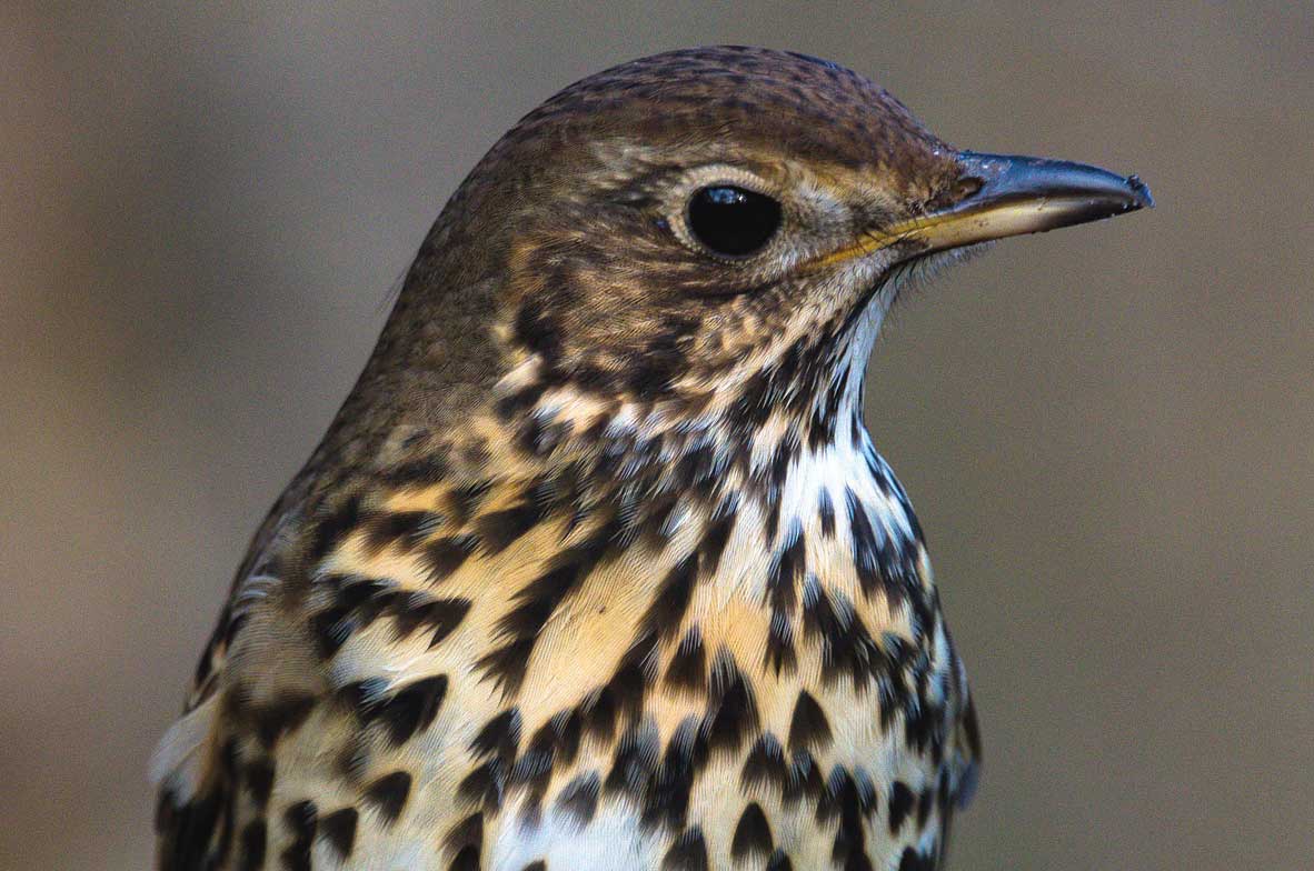 Song-Thrush