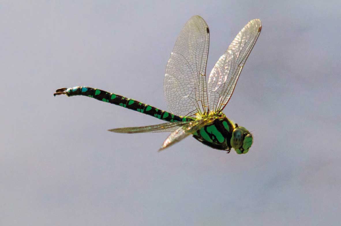 Southern-Hawker
