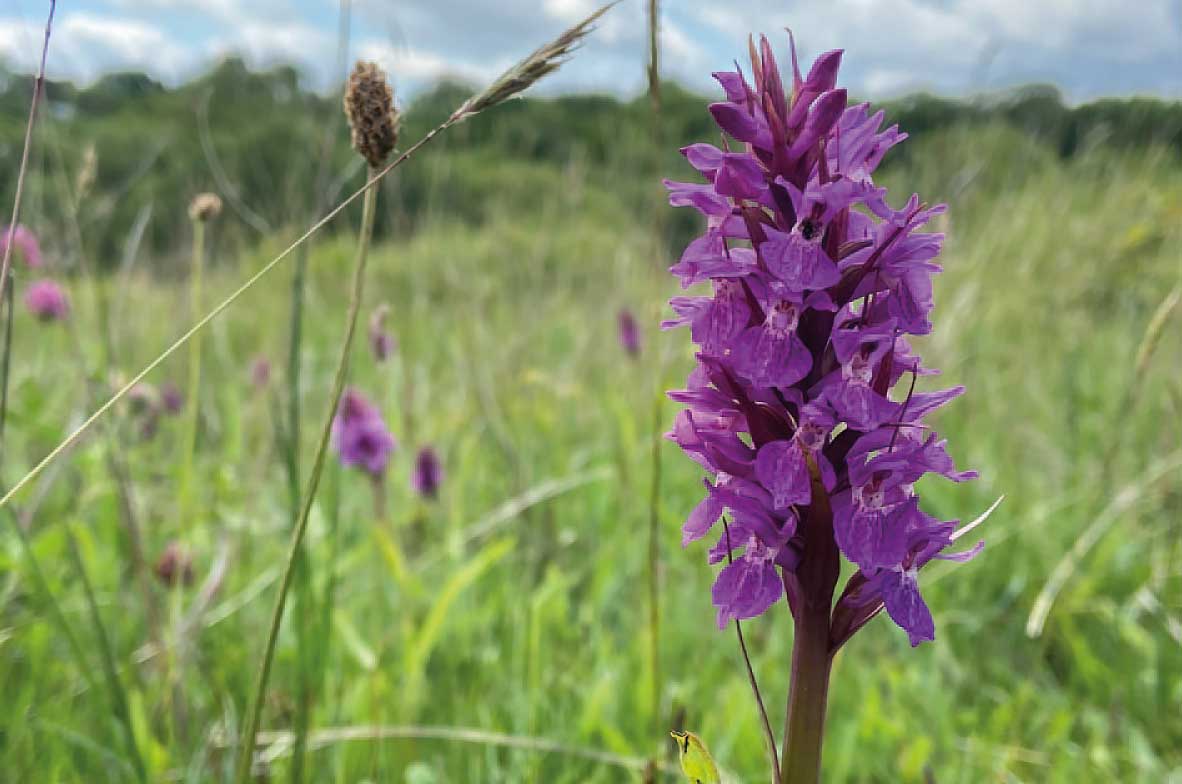 Southern-Marsh-Orchid2