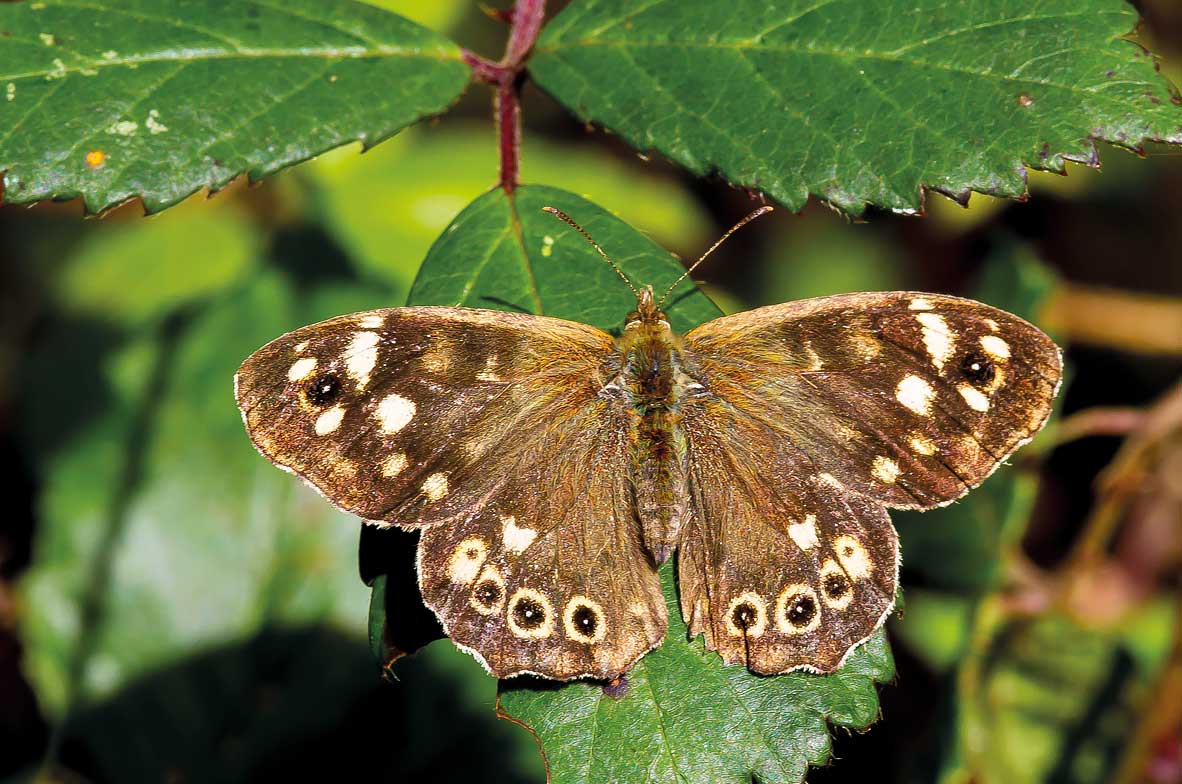 Speckled-Wood