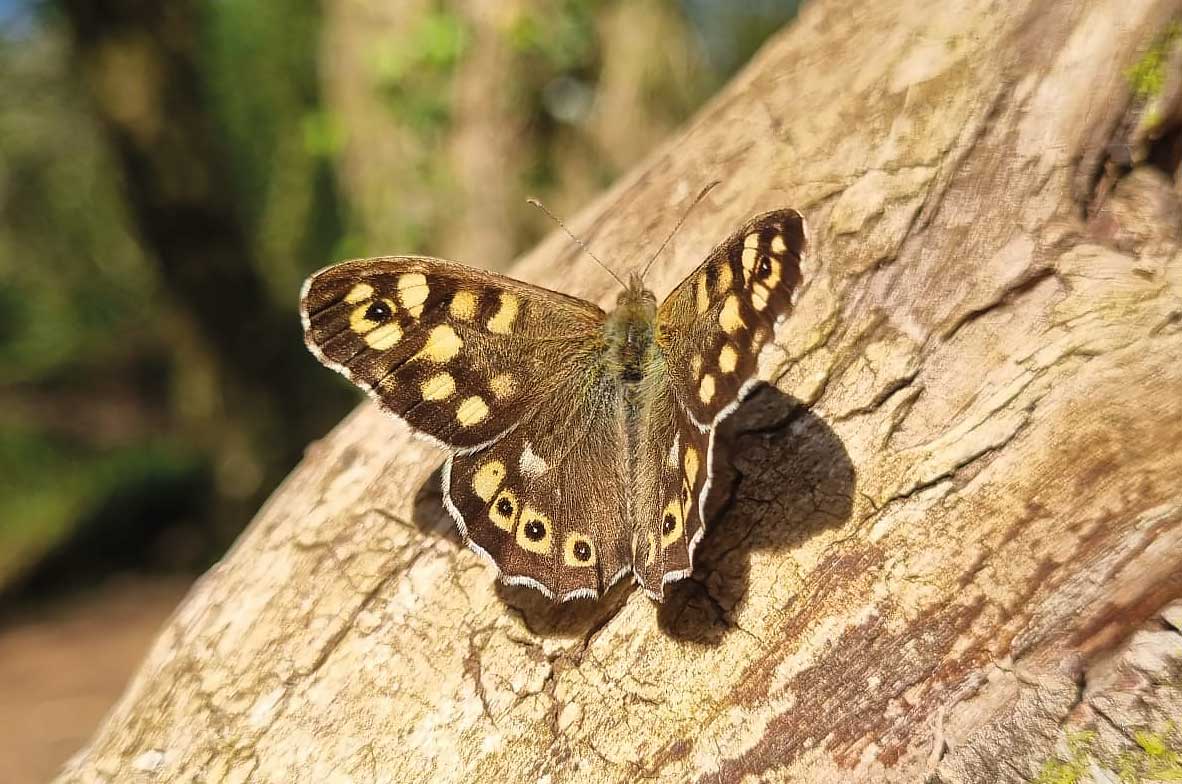 Speckled-Wood-2