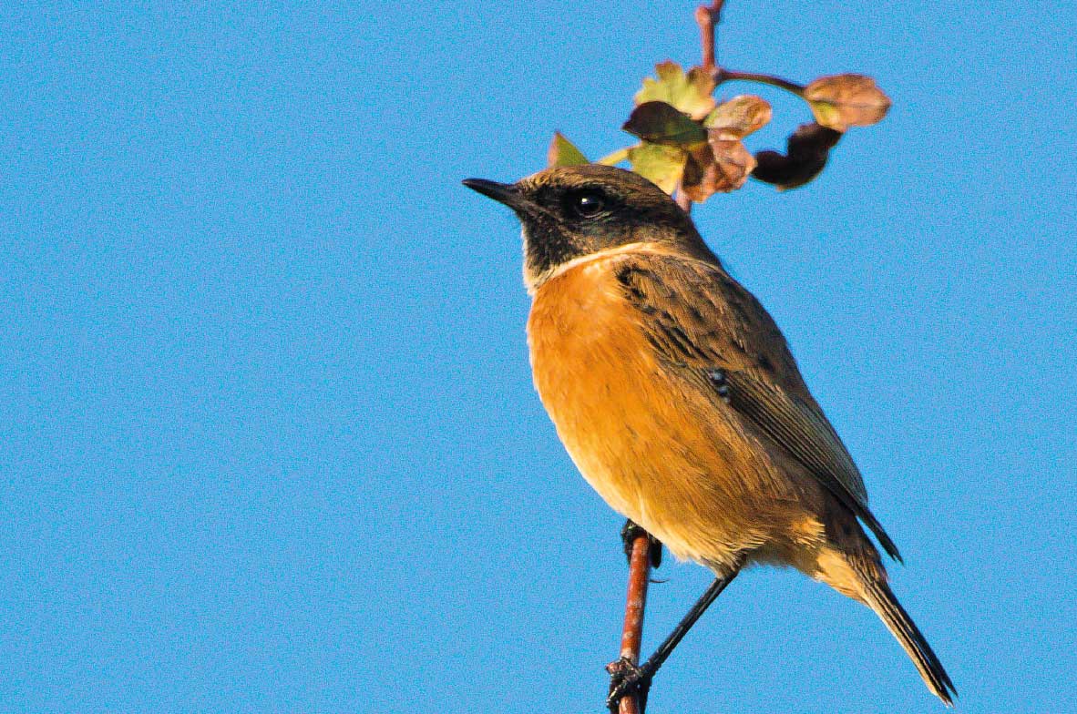Stonechat