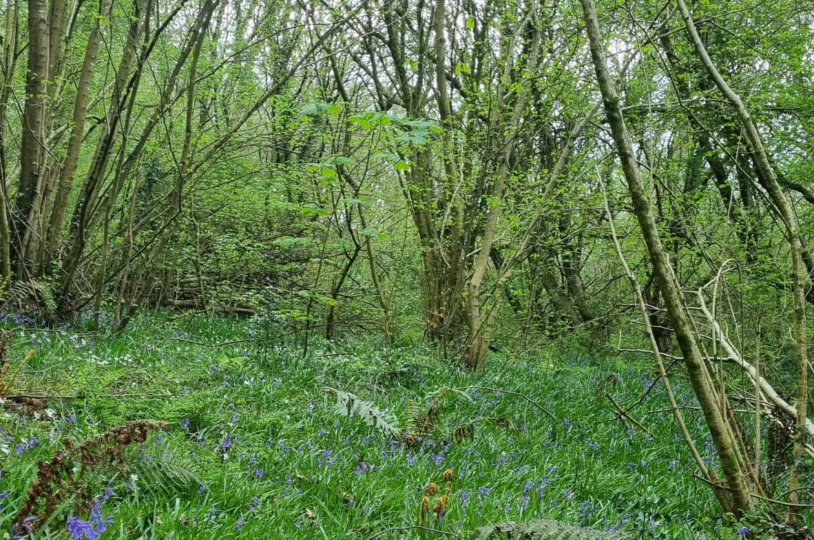 TY-RHIW